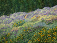 The Lupine Trail
36x48
$3,800